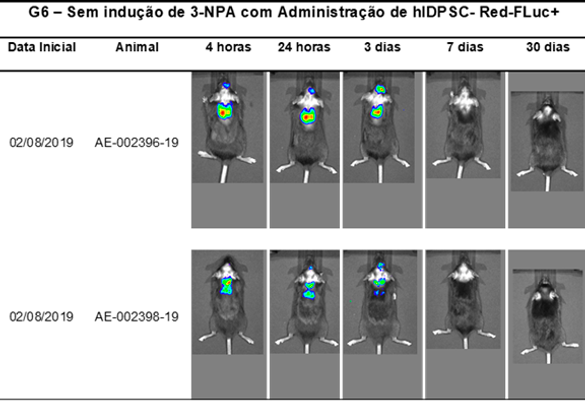 Bioluminescência - biodistribuição