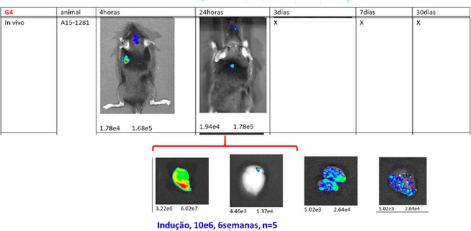 Estudo de bioimagem - Albert Einstein